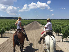 Spain-Central Spain-Vineyard Trail - Ruta del Vino